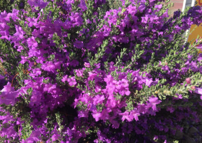 Softscape Landscape Services