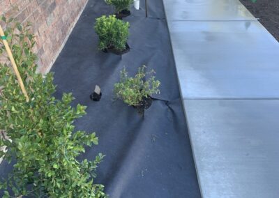 Softscape Landscaping