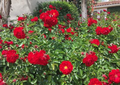 Softscape Landscaping Services